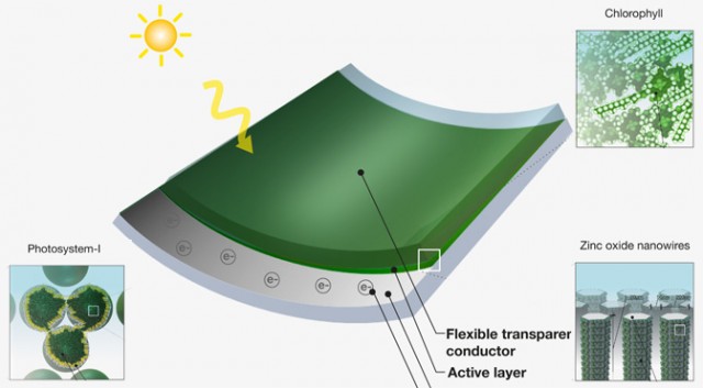 Paint Your Roof With Working Solar Cells Made from Grass Clippings