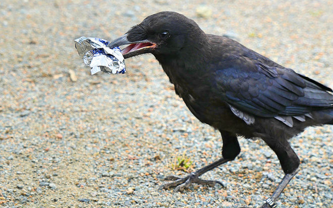 We trained crows to pick up garbage, but can we teach ourselves?