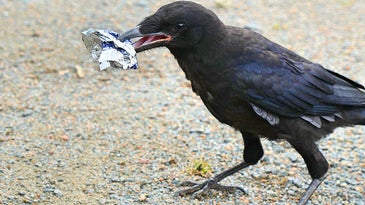 We trained crows to pick up garbage, but can we teach ourselves?