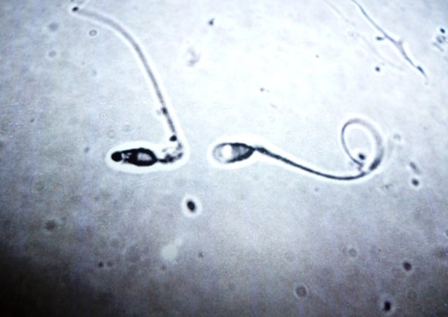 How Sperm Fit Big Things in Small Places