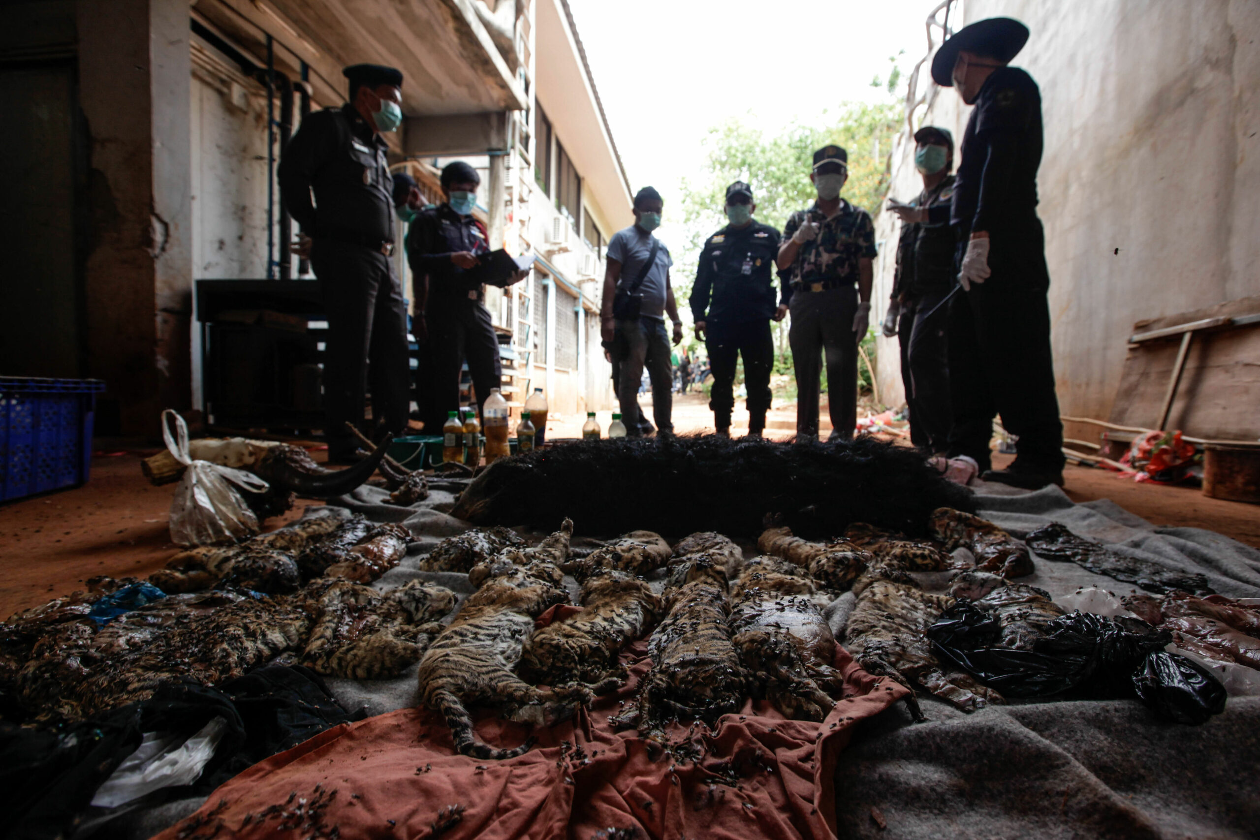 KANCHANABURI, THAILAND - JUNE 1: Thai DNP officers observe the carcasses of 40 tiger cubs and a binturong (also known as a bearcat) found undeclared at the Wat Pha Luang Ta Bua Tiger Temple on June 1, 2016 in Kanchanaburi province, Thailand. Wildlife authorities in Thailand raided a Buddhist temple in Kanchanaburi province where 137 tigers were kept, following accusations the monks were illegally breeding and trafficking endangered animals. Forty of the 137 tigers were rescued by Tuesday from the country's infamous 'Tiger Temple' despite opposition from the temple authorities.