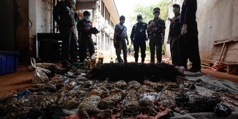 40 Tiger Cubs Found In Freezer Of Controversial “Tiger Temple” In Thailand