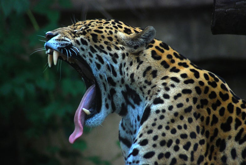 American Jaguars Endangered by Border Fence | Popular Science