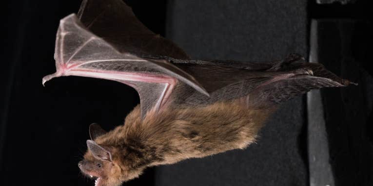 Bat echolocation could help us understand ADHD