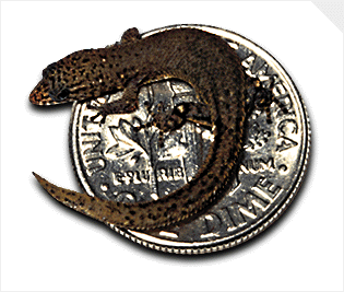 Gecko on a coin