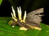 Ophiocordyceps fungus growing on moth