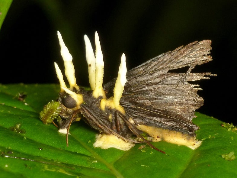 Ophiocordyceps fungus growing on moth