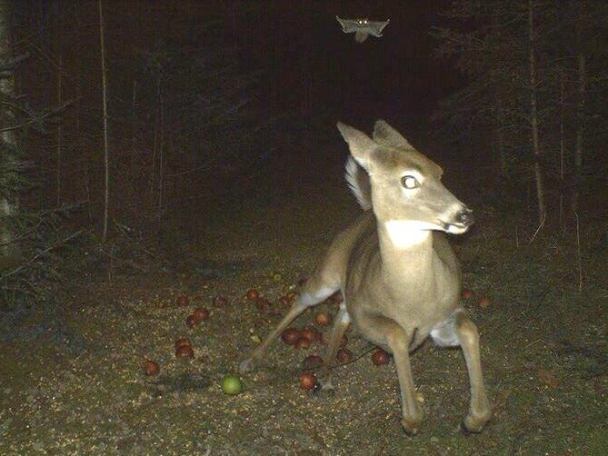 No one expects the flying squirrel