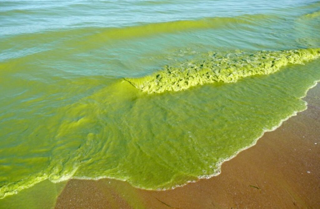 Green waters of Lake Erie