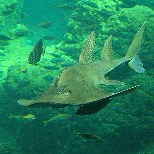 The bowmouth guitarfish is actually a ray, though due to its shark-like body is sometimes called a shark ray. It's just about the coolest-looking shark there is (science). It's found all over the tropical sections of the Pacific and Indian Oceans, and survives well in captivity--but is relatively rare, due to accidental catch, fishing (its fins are eaten in some Asian countries), and habitat destruction.