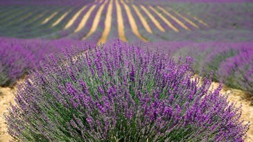 Lavender might actually help you relax
