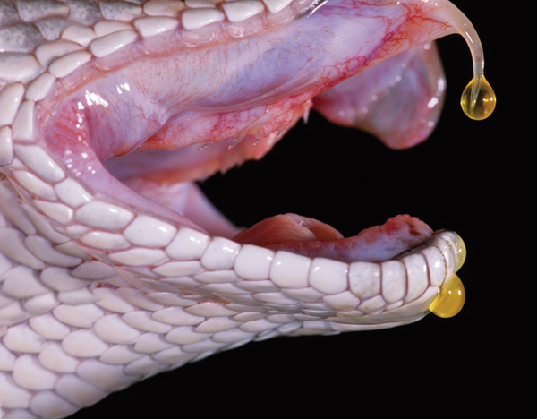 Snake Venom is Nature’s Most Effective Killer