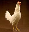 The White Leghorn breed of chicken also has a mutation in the gene SLC45A2.