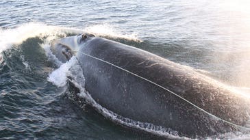 Red Ropes May Help Whales Avoid Entanglements