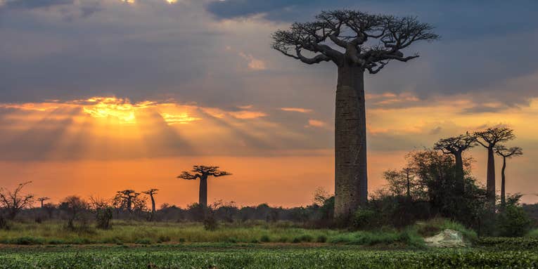 Scientists wanted to understand how baobab trees live for thousands of years. Then the ancient trees started dying.