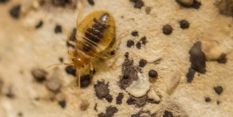 Bed Bugs And Chagas Disease: Don’t Worry Quite Yet
