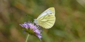 Drought Could Shrink Butterfly Species In The UK By 2050