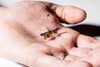 RoboFly minute robotic bug on a person's hand