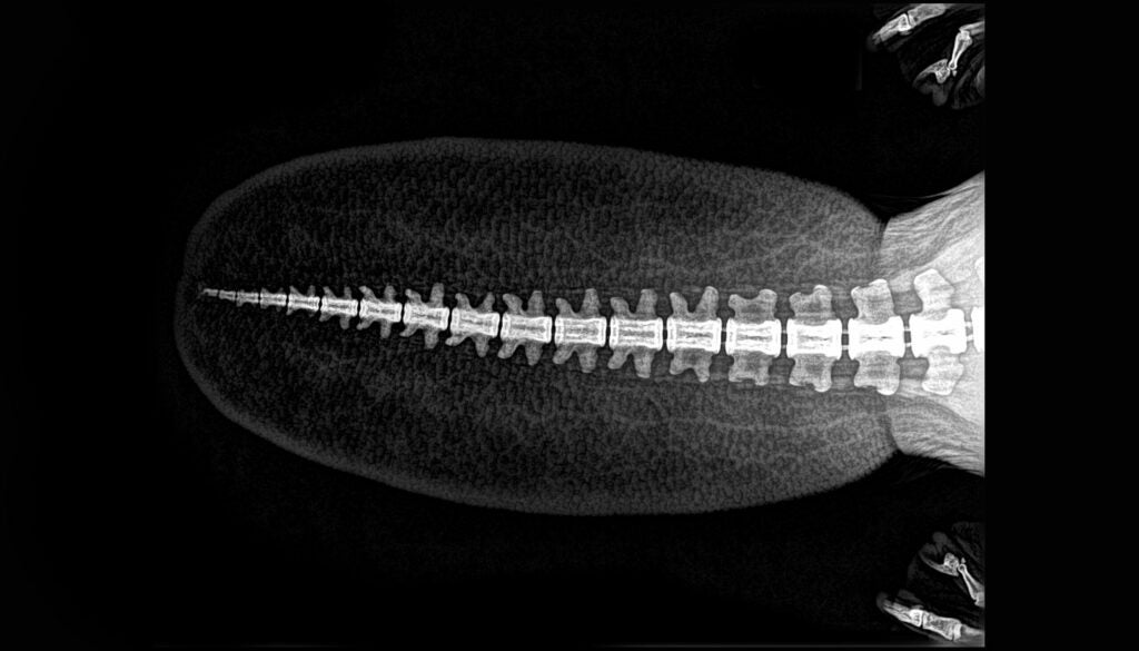 X-ray of a beaver's tail, with spinal cord clearly visible.