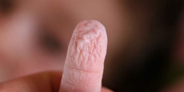 The Mystery of Wrinkly-When-Wet Fingers, Solved