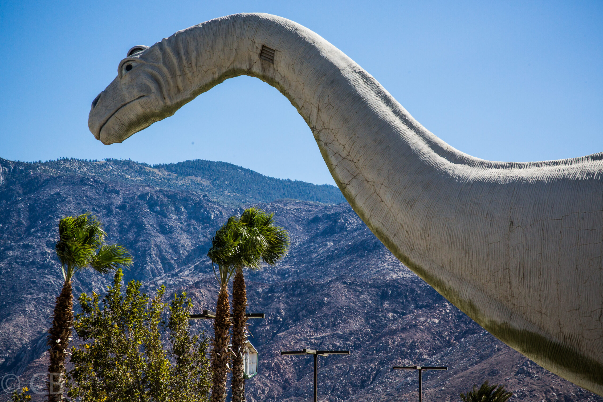 The Brontosaurus Is Real And Getting Its Name Back