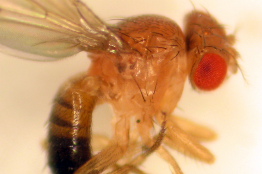 How Fruit Flies Know Not To Get It On With The Wrong Species