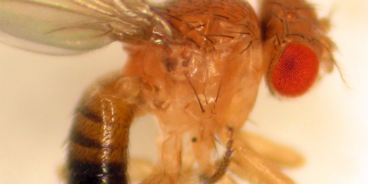 How Fruit Flies Know Not To Get It On With The Wrong Species