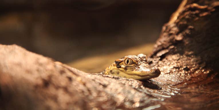 Live Baby Alligators Invade Museum Of Natural History