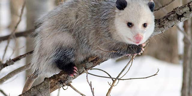 Opossum Peptides Are A Promising New Antivenom