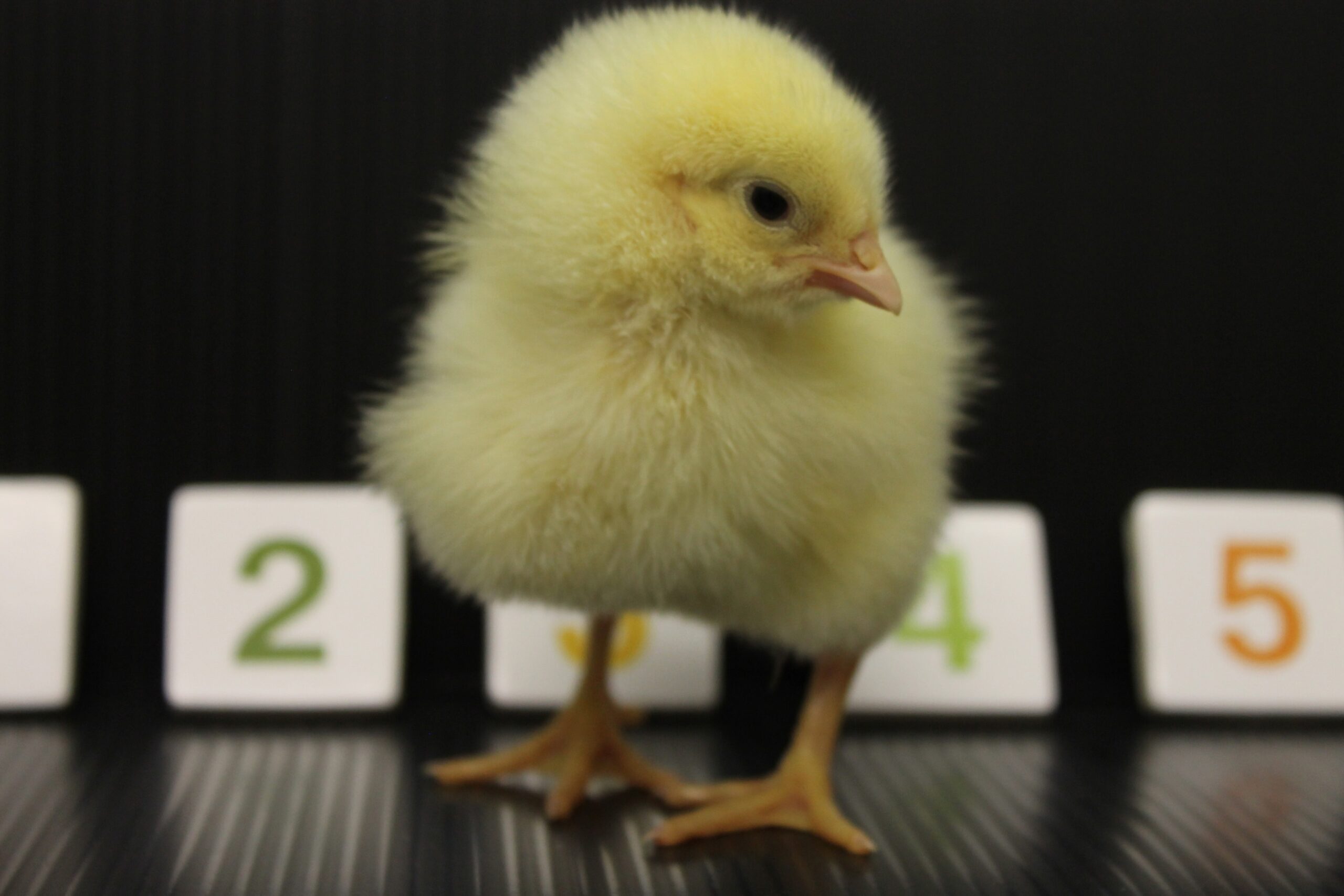 New Evidence That Baby Chicks Have Mental Number Lines Like Humans Do