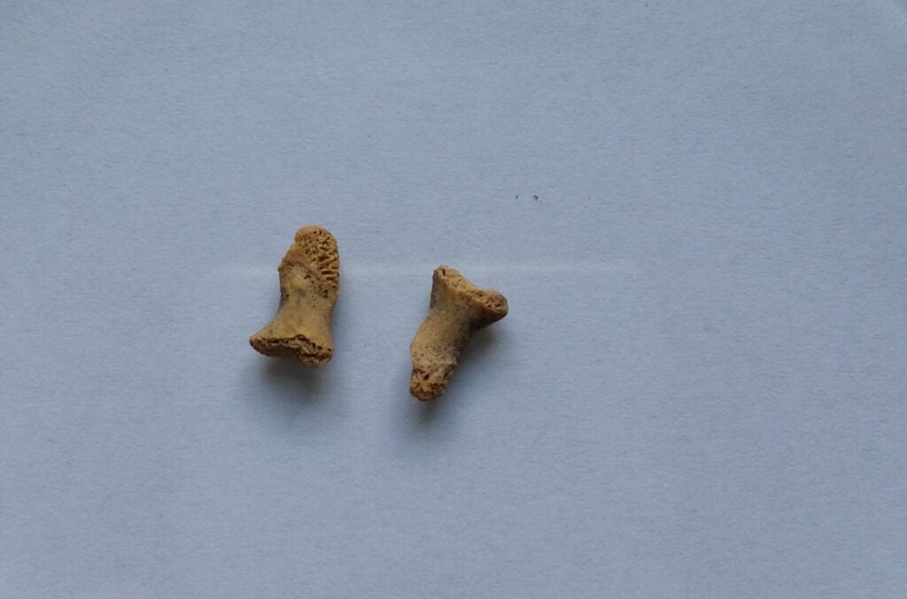 Two small discolored and slightly triangular bones.