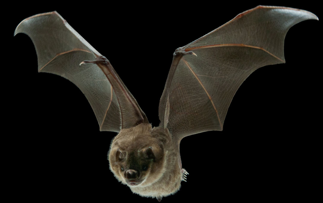 Bats Use Mini Muscles to Tweak Their Wings In Flight, And Drones Could Too