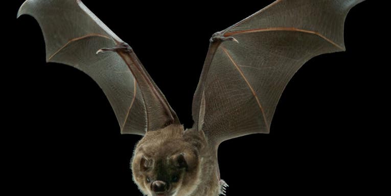 Bats Use Mini Muscles to Tweak Their Wings In Flight, And Drones Could Too
