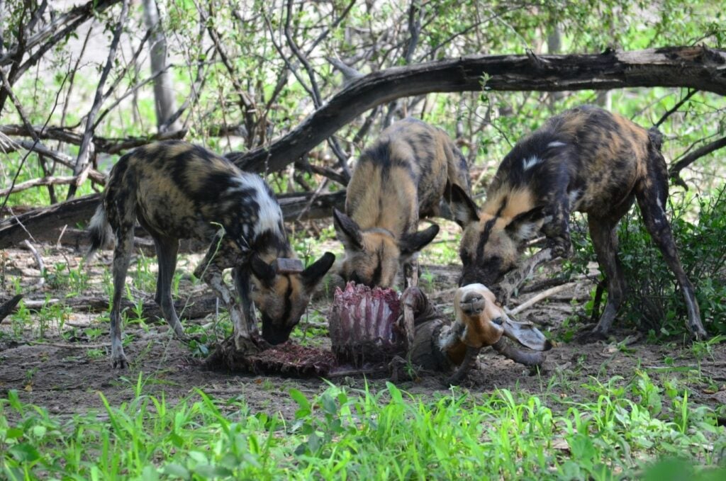 Wild dogs eating