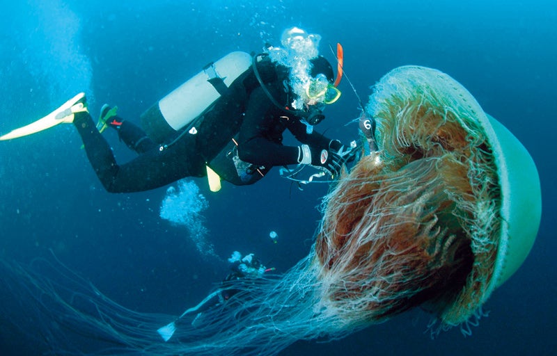 A deep-sea diver fits a giant Nomura's jellyfish with a sensor that will transmit data about the depth and temperature of the waters it visits.