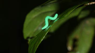 These scientists made 2,879 tiny clay caterpillars and hid them all over the world