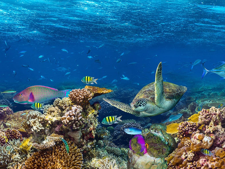 Coral reef ecosystem.
