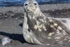 A resting Weddell seal.