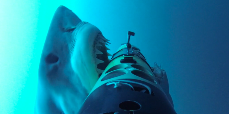 Video: Great White Sharks Chomp On An Underwater Robot