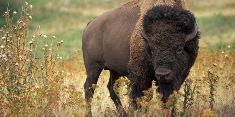Free To Good Home: 145 Wild Bison