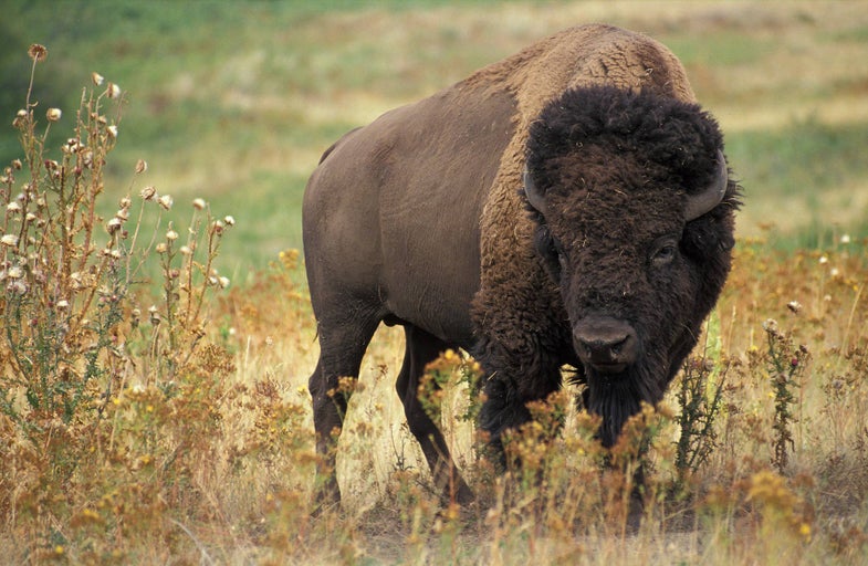Free To Good Home: 145 Wild Bison
