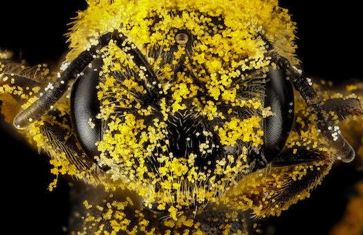 10 Spectacular Bees Native To The U.S.