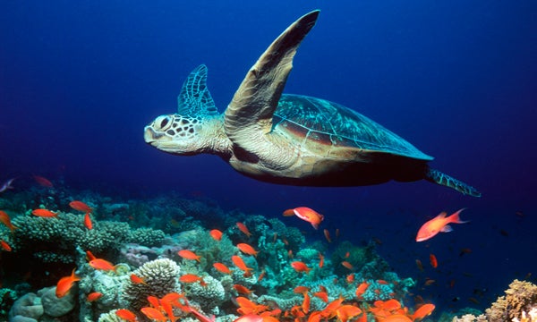 Bush's proposal would preserve up to 700,000 square miles of the central Pacific, including the Mariana Trench, and protect sea life, such as leatherback turtles and coral reefs.