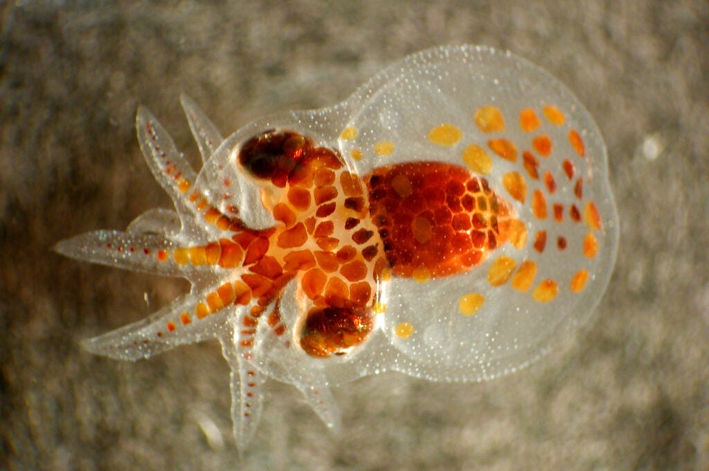Octopus or squid larva