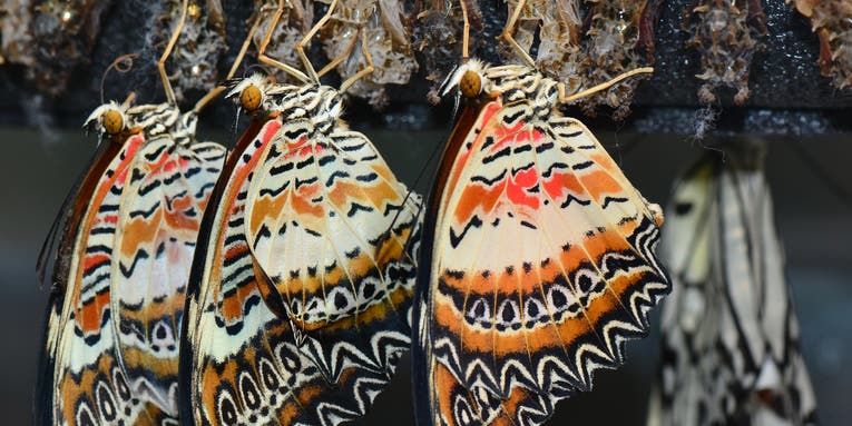 Scientists are puzzling out how butterflies assemble their brightly colored scales