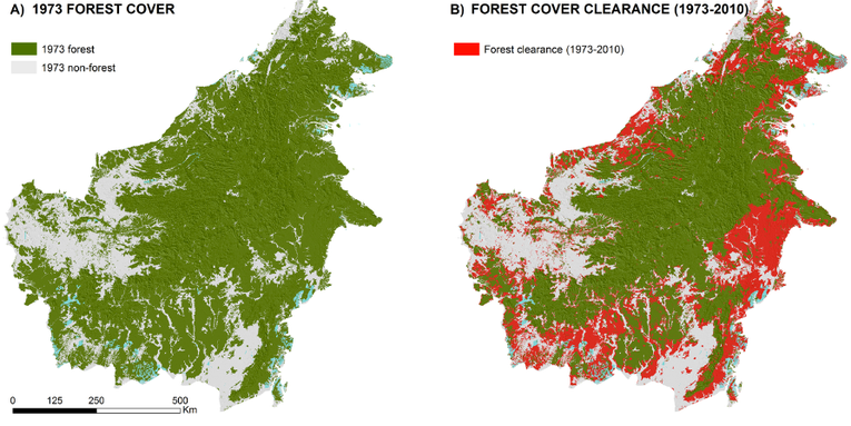 One-Third Of Borneo’s Rainforest Has Been Cut Down