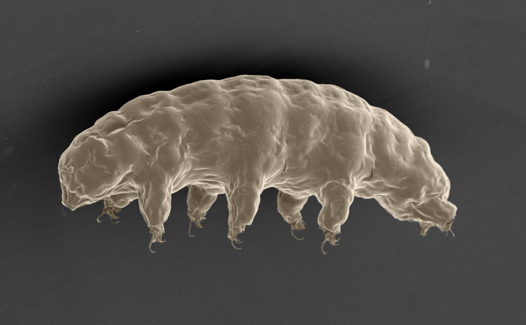 Water Bear Genome Holds Clues To Its Survival Skills