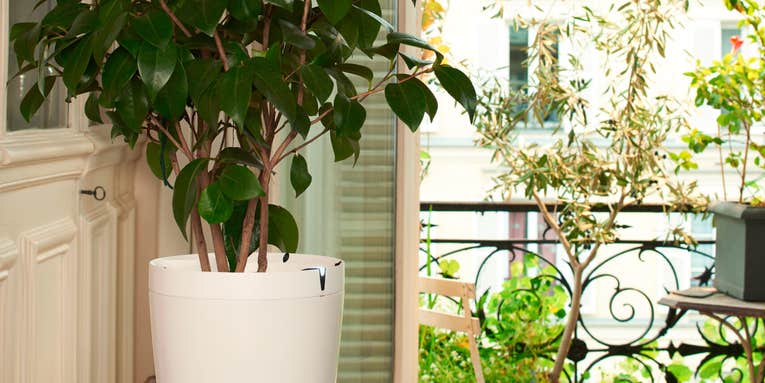 CES 2015: Want To Stop Killing Your Plants? Parrot’s New Tools Take The Gardening Out Of Gardening