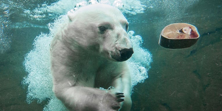 Trained Polar Bears Volunteer To Give Blood For Science