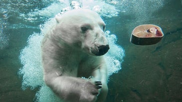 Trained Polar Bears Volunteer To Give Blood For Science